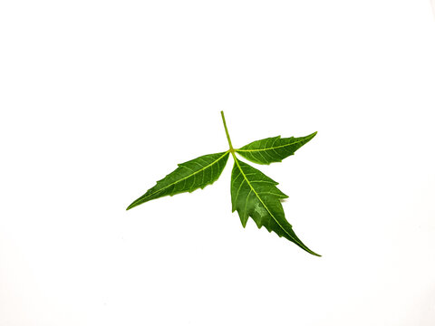 Azadirachta indica A branch of neem tree leaves isolated on white background. Natural Medicine.