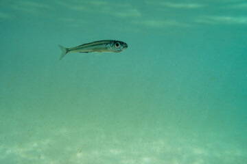 A tiny fish swimming in shallow waters, sunny, France, ocean. High quality photo