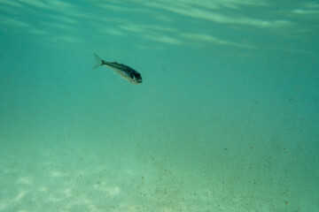 A tiny fish swimming in shallow waters, sunny, France, ocean. High quality photo