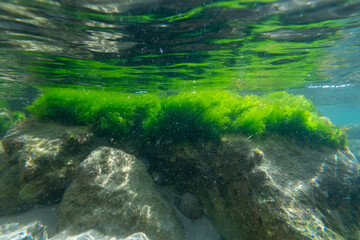 Algae rock underwater green reflection. High quality photo