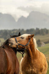 Social behavior of the horse: Two horses doing pair grooming at a mountain pasture