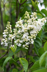 tender branch of white lilac among green leaves
