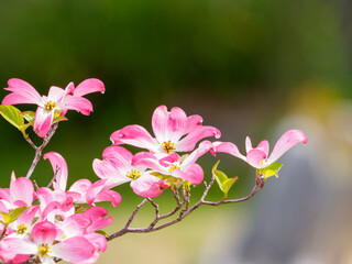 桜のあとはハナミズキ