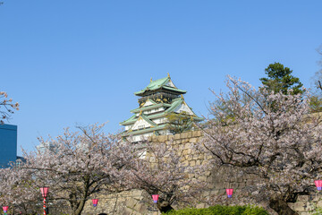 Naklejka premium 桜満開の大阪城公園