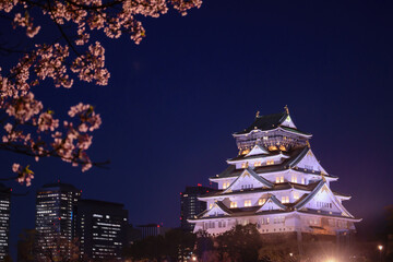 Fototapeta premium 大阪城公園の夜桜