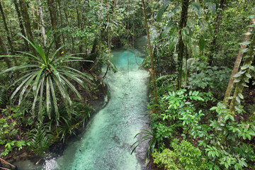 Kali Biru, a turquoise river flowing through an Indonesian Rainforest on Waigeo island in Raja...