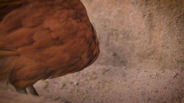 Close up of hen eating, single hen, red hen
