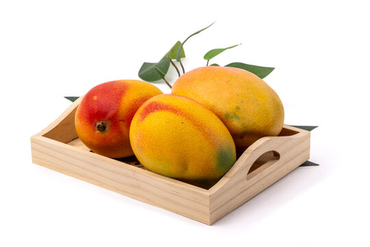 A wooden table tray of red and yellow ripe mangoes isolated on white