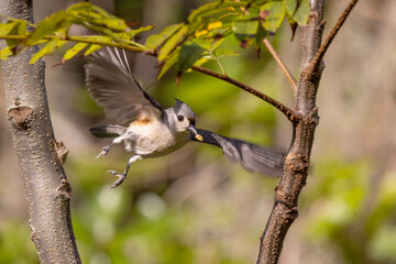 A tufted titmouse (Baeolophus bicolor) flying off with an insect larva it just pulled from a tree in Sarasota, Florida