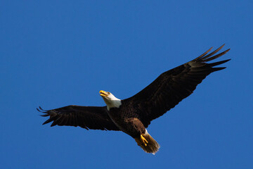 A bald eagle (Haliaeetus leucocephalus) in flight in a clear blue sky