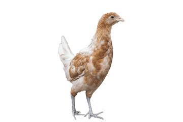 Lovely Hen PNG Picture, Lovely Hen, Hen Clipart, Hen Species PNG Image For Free Download | Fancy chickens