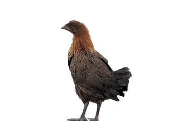 Brown hen png, chicken png, hen isolated on white transparent background .png