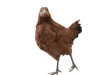 Hen PNG, chicken isolated on white transparent background .png