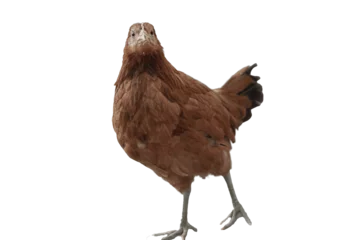 Kissenbezug Hen PNG, chicken isolated on white transparent background .png © Krish