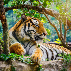 Obraz premium 그늘에서 바람을 느끼는 호랑이