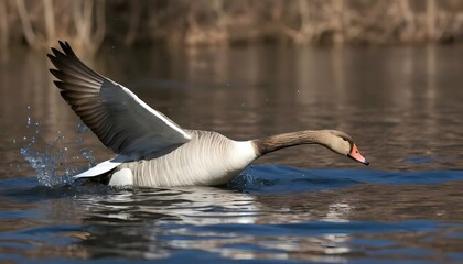 A Goose With Its Wings Tucked In Diving Underwate Upscaled 4 - obrazy, fototapety, plakaty
