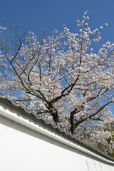 春の観修寺　白塀と桜　京都市山科区