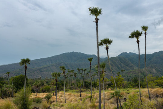 Rural natural part of Bali island and hills covered in vegetation in Karangasem district, Amed village, Indonesia.