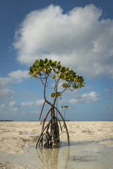 Young mangrove tree on the sandy shore of tropical Kei Kecil island, Maluku, Tual, Indonesia.