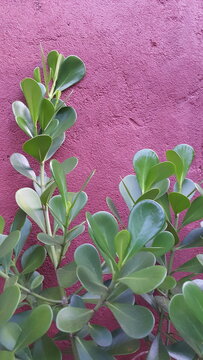 Planta zamioculca em contraste de cor com parede vermelha.