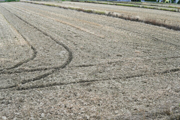 収穫後の畑についた車輪の跡