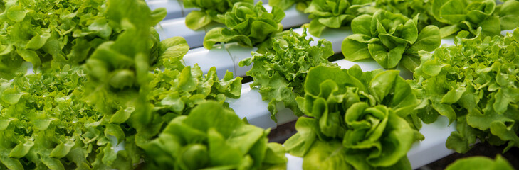 Banner fresh organic hydroponic vegetable plantation produce green salad hydroponic farm. Panorama...