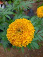 yellow flower Yellow marigolds blooming in the garden from Thailand