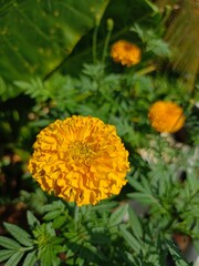 yellow flower Yellow marigolds blooming in the garden from Thailand