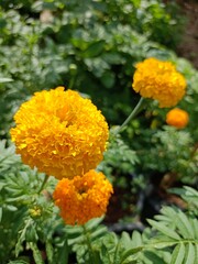 Yellow marigolds blooming in the garden from Thailand