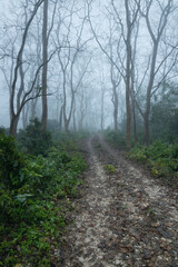 A path in a misty moist deciduous vegetation forest of Chitwan national park, sauraha, Nepal