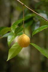 Fototapeta premium Nutmeg tree fruit on the branch
