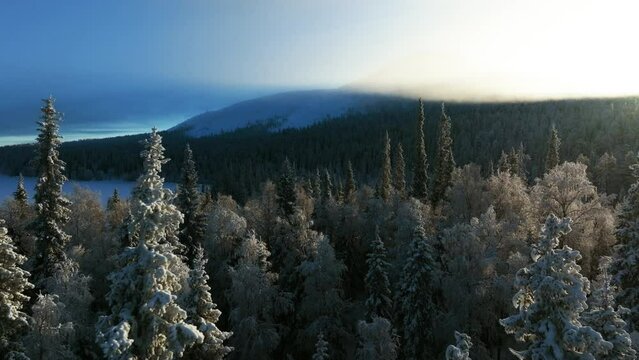 Drone flying through frosty forest, toward the foggy fell, sunrise in Lapland