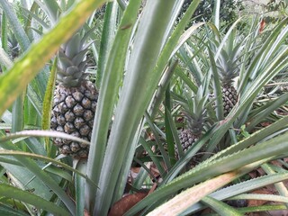 Obraz premium Close up of Fresh raw pineapples in farm nature background. Pineapple plant with fruit at plantation. Agricultural concept. Tropical fruit growing in a farm food concept. Selective focus. 