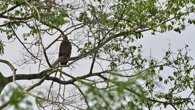 Shaking its head as seen through branches of this tree deep in the jungle, Crested Serpent Eagle Spilornis cheela, Thailand