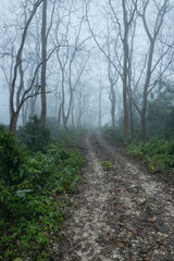Fototapeta na wymiar Forest path in the misty, foggy deciduous forest of Chitwan National park, Sauraha, Nepal.