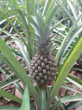 Close up of Fresh raw pineapples in farm nature background. Pineapple plant with fruit at plantation. Agricultural concept. Tropical fruit growing in a farm food concept. Selective focus. 