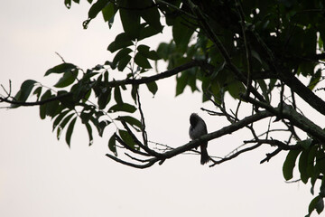 Bird in a tree in the rainforest 