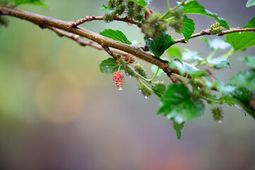 Mulberry tree branch with unripe fruits and rain drops