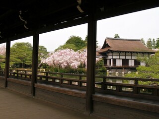 桜が満開の平安神宮庭園の風景