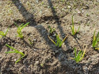 田舎の庭にネギの苗を植えている模様