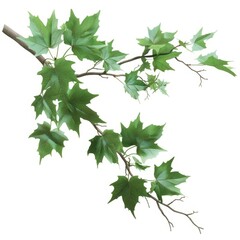 Fototapeta na wymiar Variegated green maple leaves on branches isolated on a white background