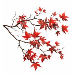 Vibrant red maple leaves on a twisted branch against a white background