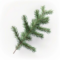 Fresh pine branch isolated on a white background