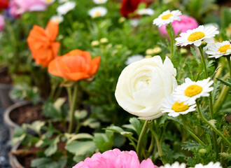 Beautiful white ranunculus flower growing in an outdoor flower garden. ranunculus flower closeup, white blooming flower