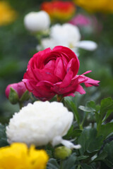 Beautiful red ranunculus flower growing in an outdoor flower garden. ranunculus flower closeup, red blooming flower