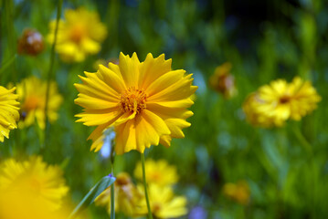 オオキンケイギク