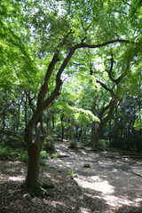 下鴨神社　糺の森　京都市左京区