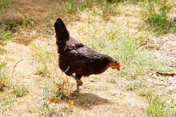 Dark Brown Chicken Walking on Dry Grass
