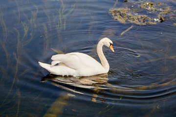 Single White Swan Swimming in Water