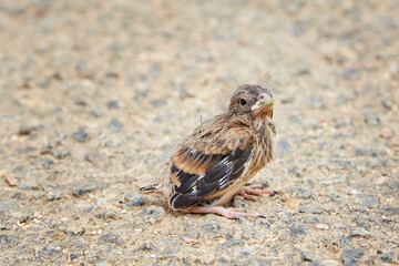Small Lost Bird on the Ground
